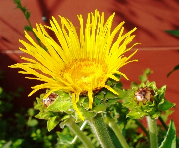 Elecampane